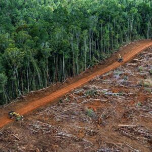 La deforestazione non si arresta